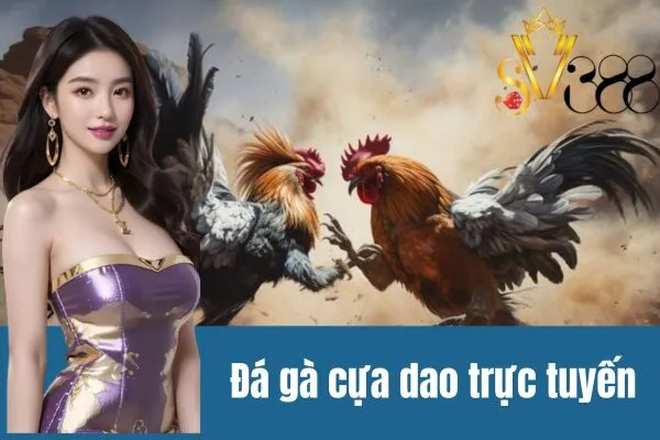 Đá gà cựa dao