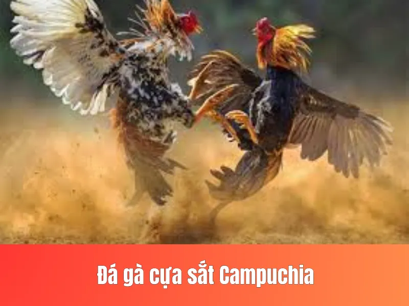 Đá gà cựa sắt Campuchia